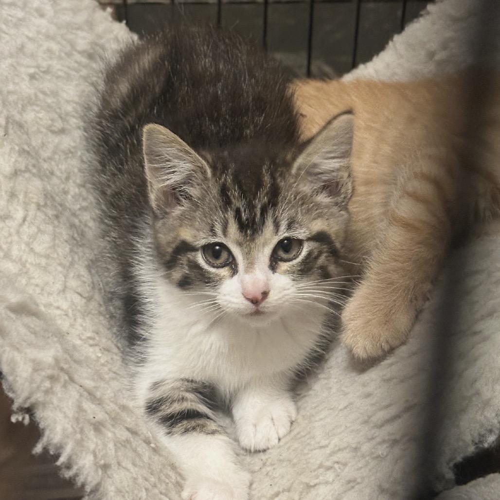 Enlarge Xena, a Adoptable Domestic Short Hair in Lancaster, OH image 1/1
