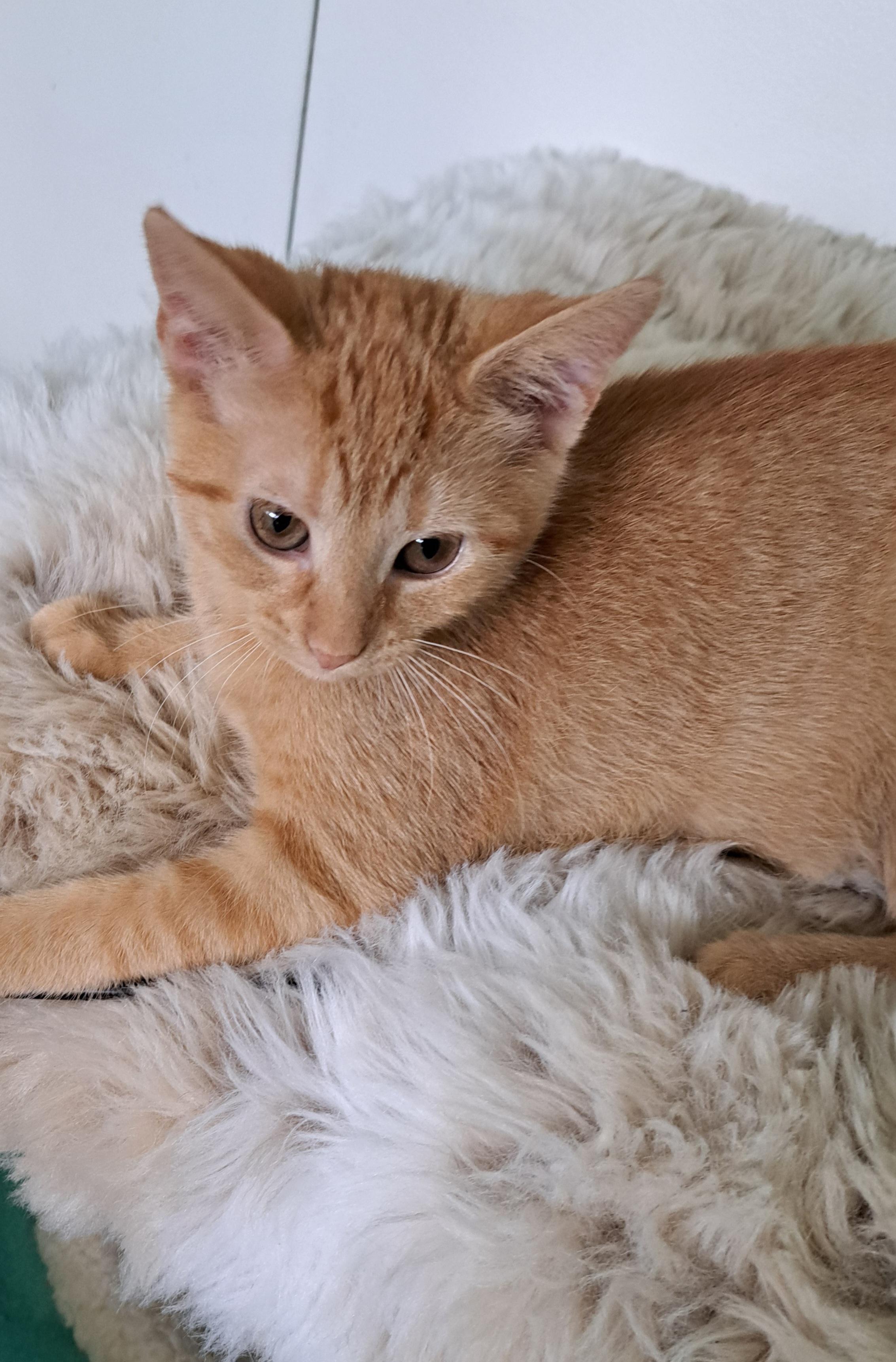 Cheddar, a Adoptable Domestic Short Hair in Milwaukee, WI image 2/5