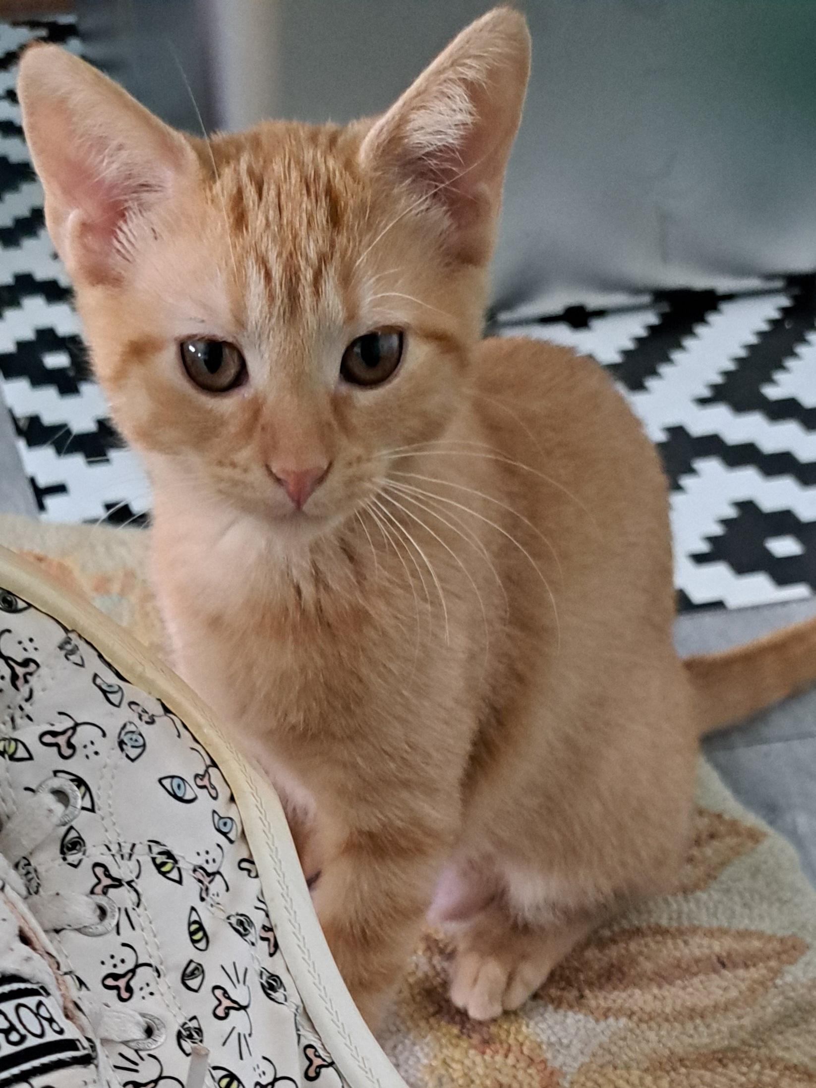 Cheddar, a Adoptable Domestic Short Hair in Milwaukee, WI image 3/5