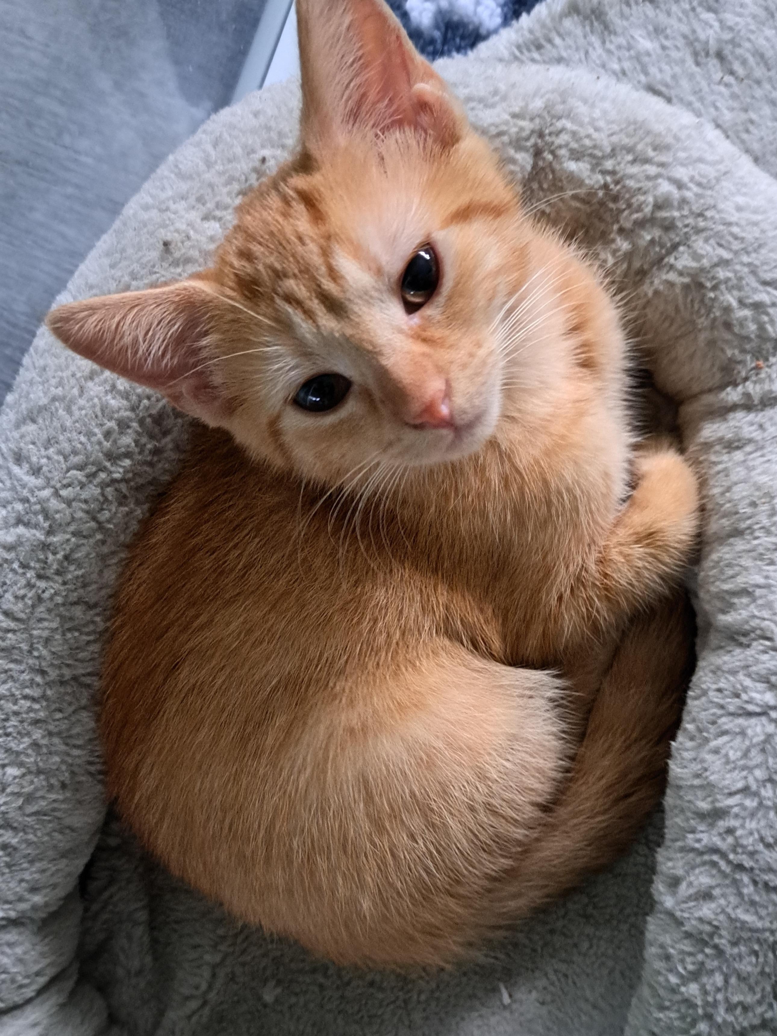 Cheddar, Adoptable, Kitten Female Domestic Short Hair.