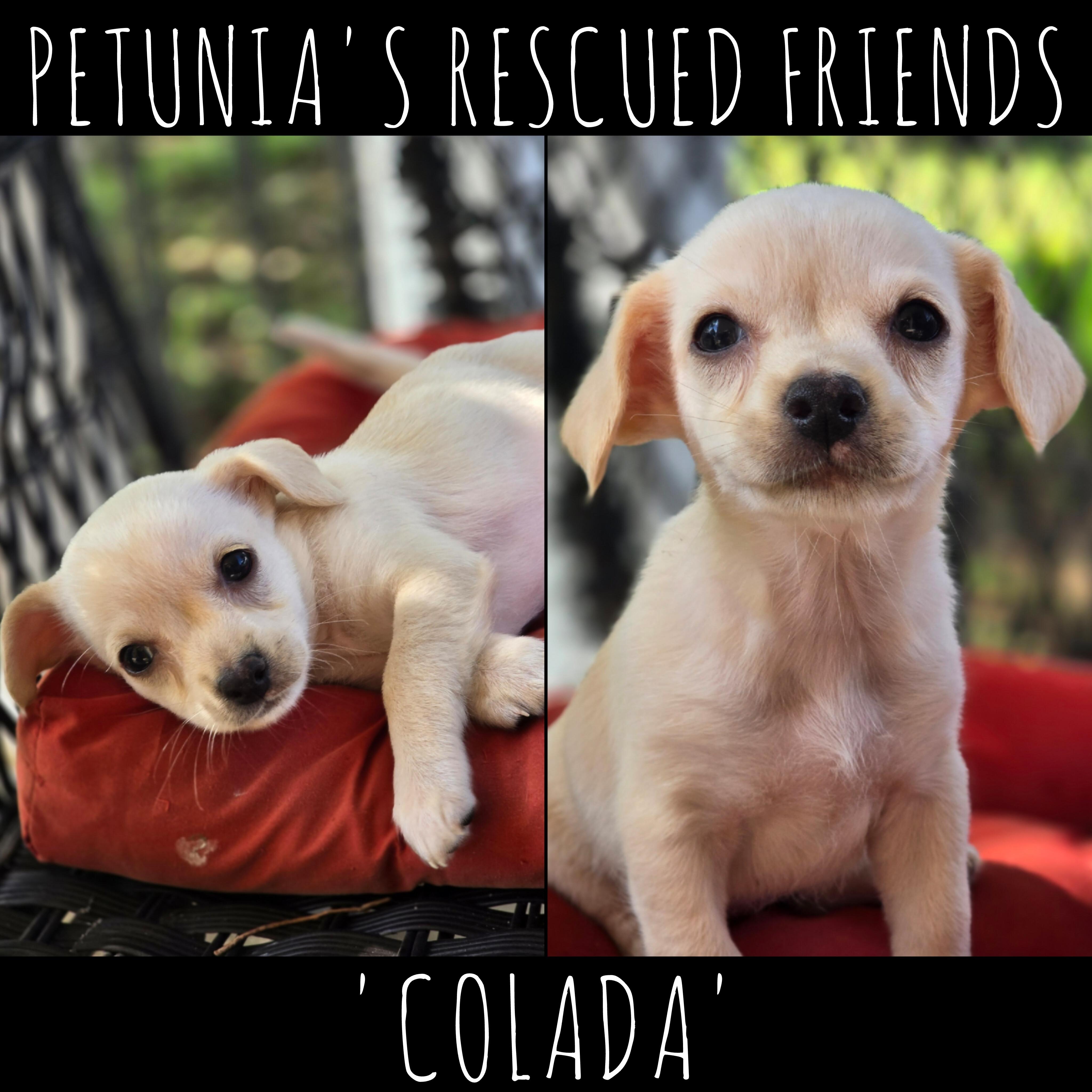 Enlarge Colada, an adopted mixed breed in Castroville, TX image 1/2