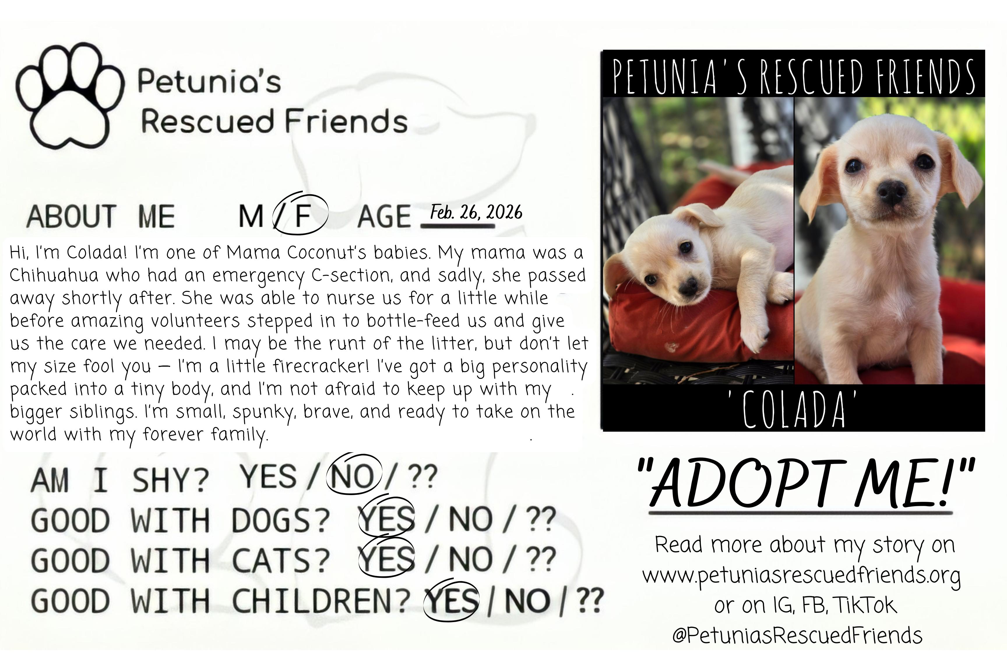 Enlarge Colada, an adopted mixed breed in Castroville, TX image 2/2