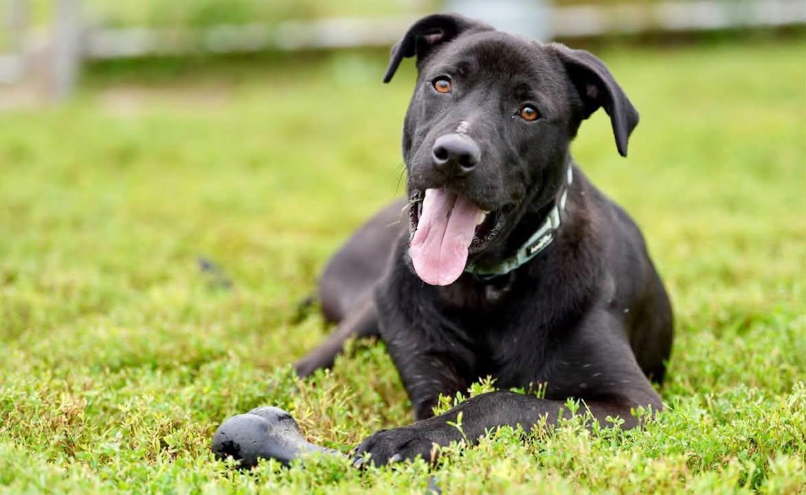 Enlarge Willie, a Adoptable Mixed Breed in Davenport, IA image 2/2