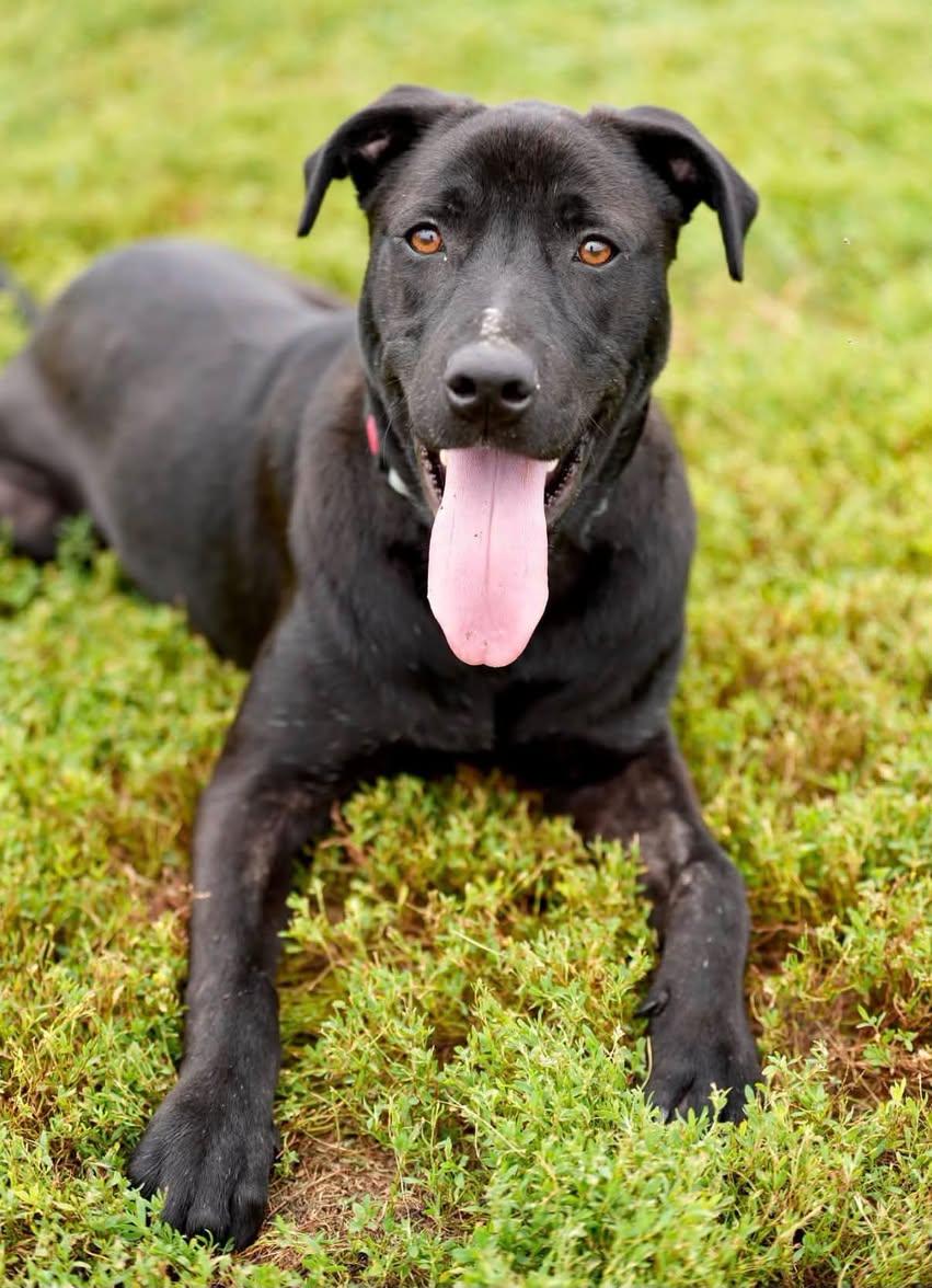 Enlarge Willie, a Adoptable Mixed Breed in Davenport, IA image 1/2