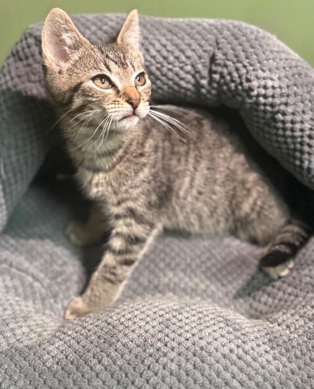 Screech, Adoptable, Young Male Domestic Short Hair.