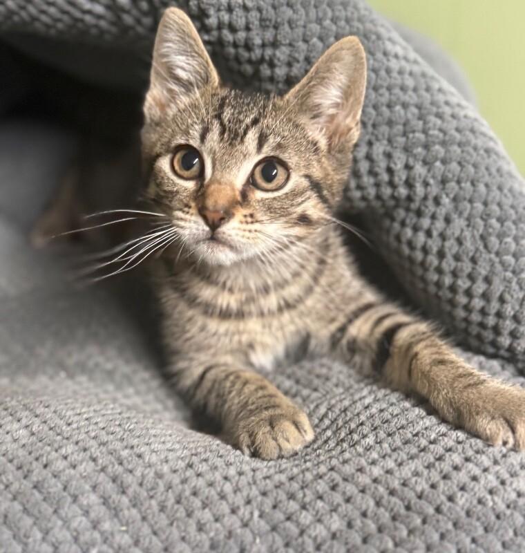 Enlarge Screech, a Adoptable Domestic Short Hair in North Babylon, NY image 2/6