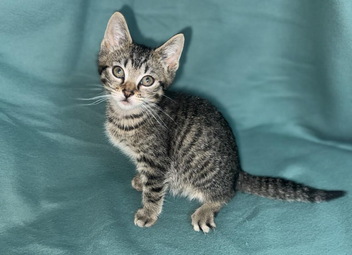 Enlarge Screech, a Adoptable Domestic Short Hair in North Babylon, NY image 3/6