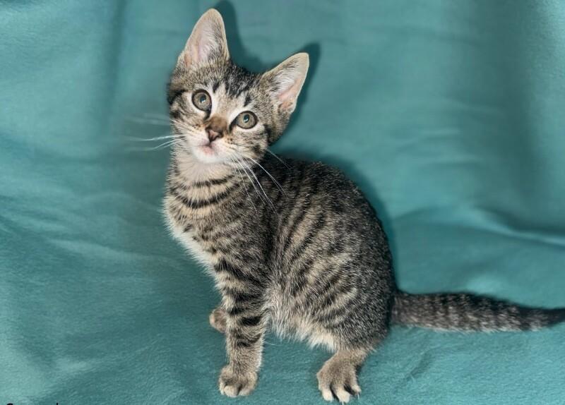 Enlarge Screech, a Adoptable Domestic Short Hair in North Babylon, NY image 4/6