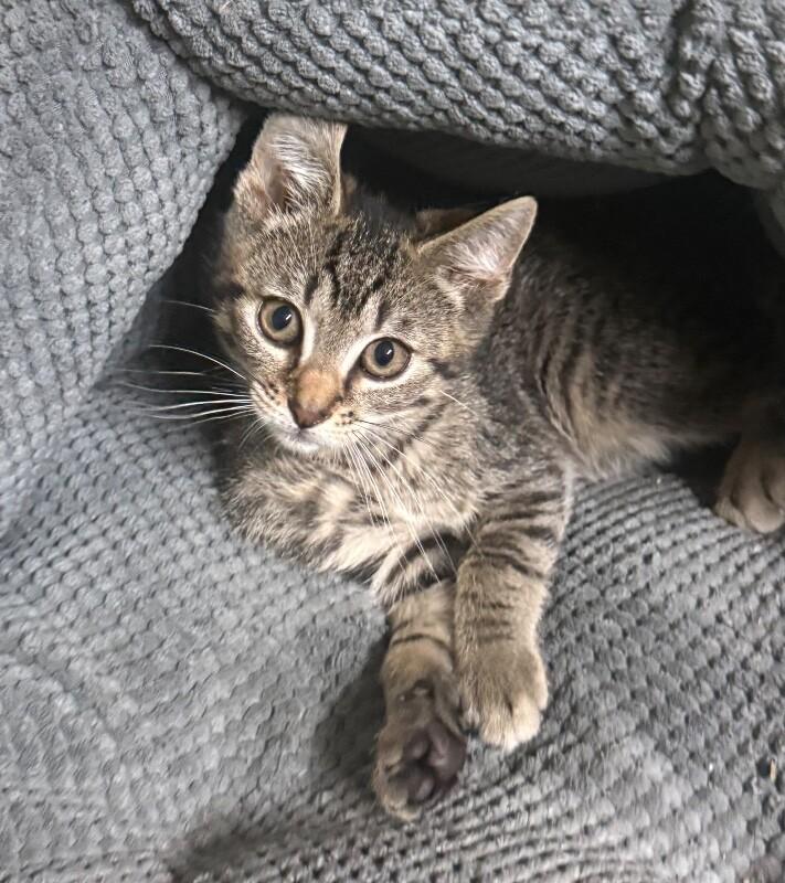 Enlarge Screech, a Adoptable Domestic Short Hair in North Babylon, NY image 5/6