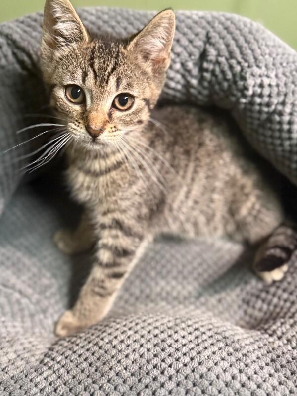 Enlarge Screech, a Adoptable Domestic Short Hair in North Babylon, NY image 6/6