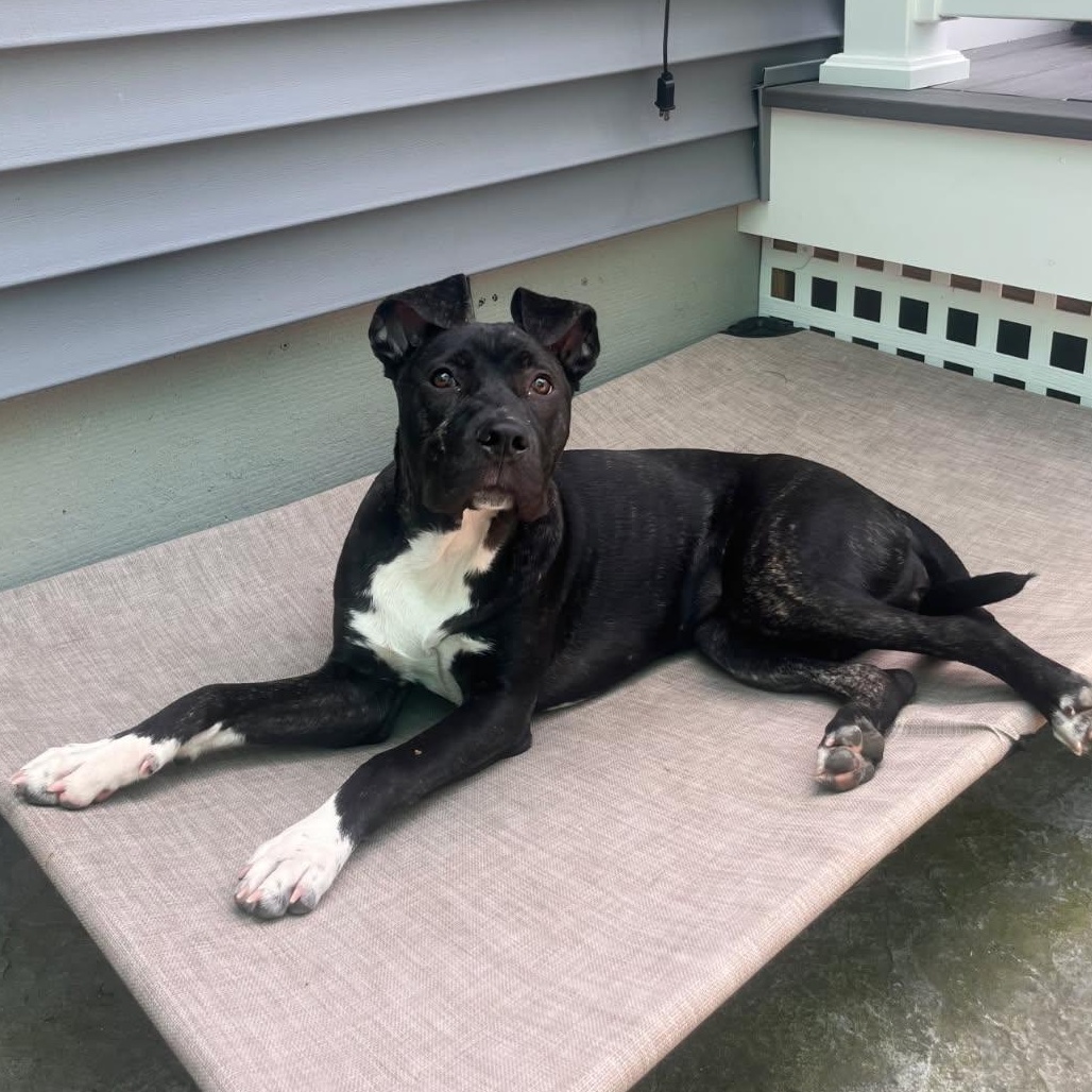 Nellie, ADOPTABLE, Young Female Pit Bull Terrier.