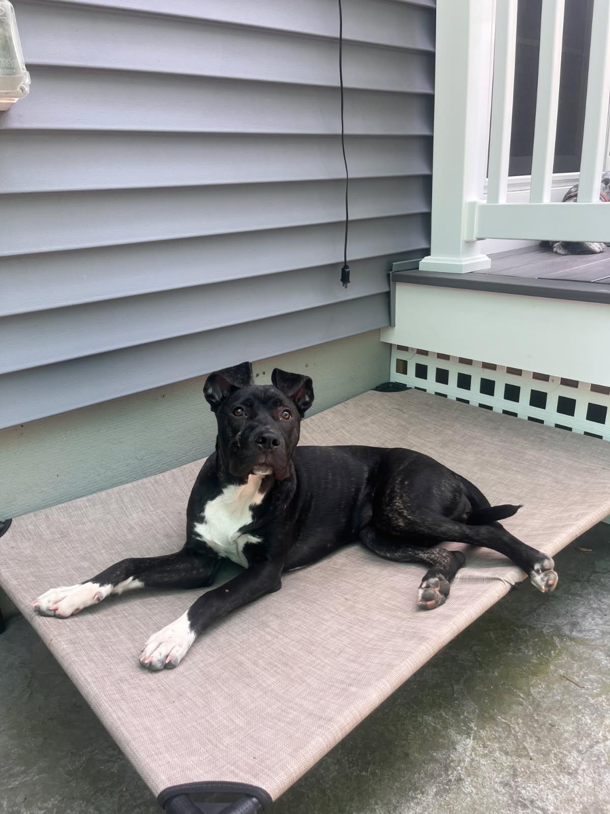 Nellie, a ADOPTABLE mixed breed in Medfield, MA image 2/2