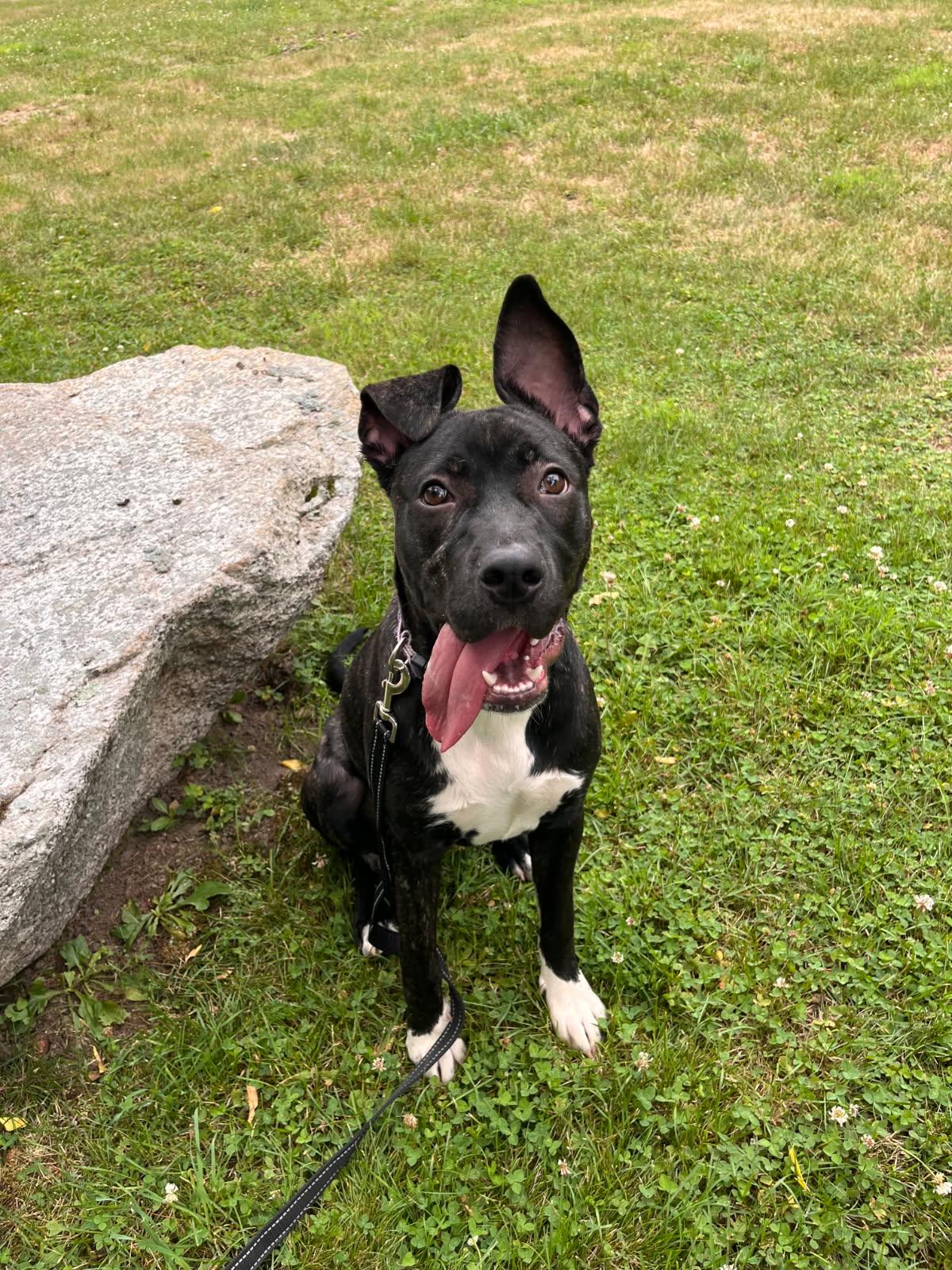 Nellie, a ADOPTABLE mixed breed in Medfield, MA image 1/2