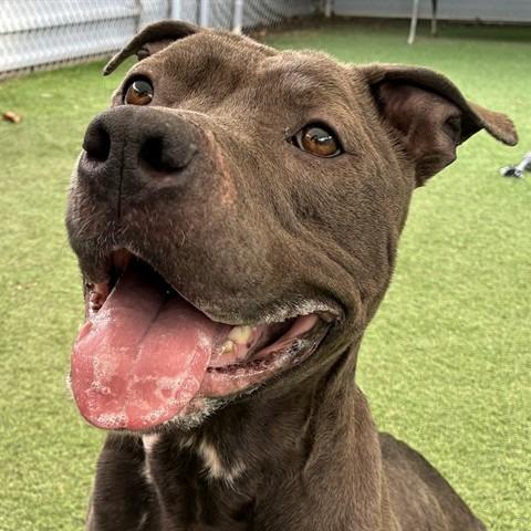 Nyle, Adoptable, Adult Female Pit Bull Terrier.