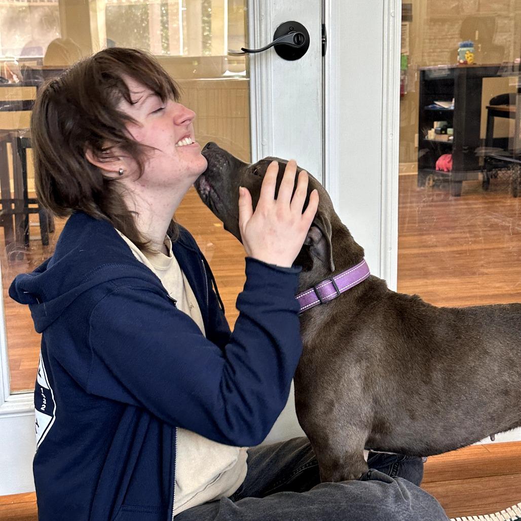 Enlarge Nyle, a Adoptable Pit Bull Terrier in Ojai, CA image 2/6