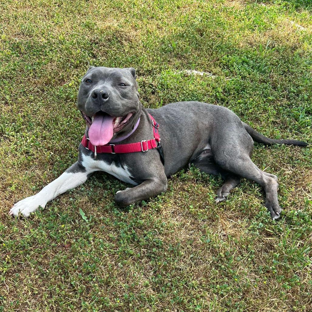 Enlarge Nyle, a Adoptable Pit Bull Terrier in Ojai, CA image 3/6