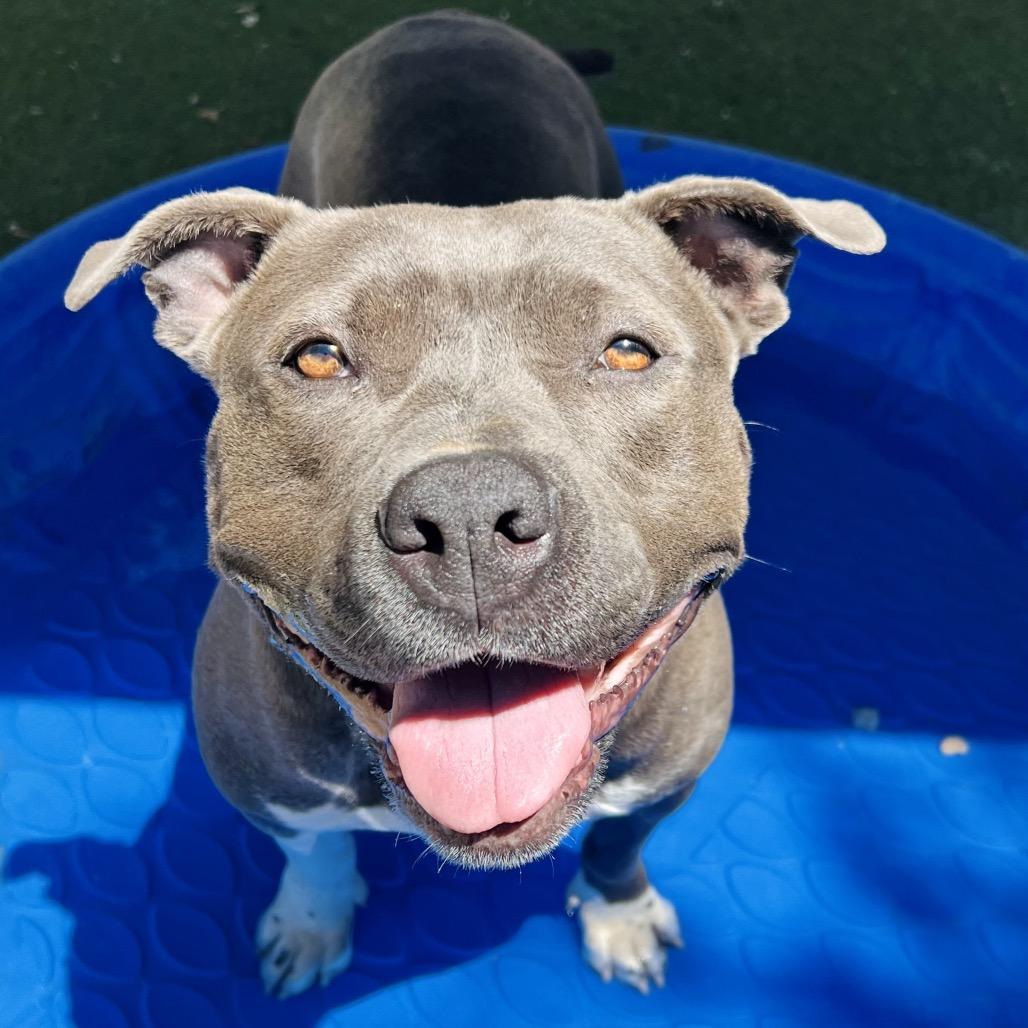 Nyle, a Adoptable Pit Bull Terrier in Ojai, CA image 3/6