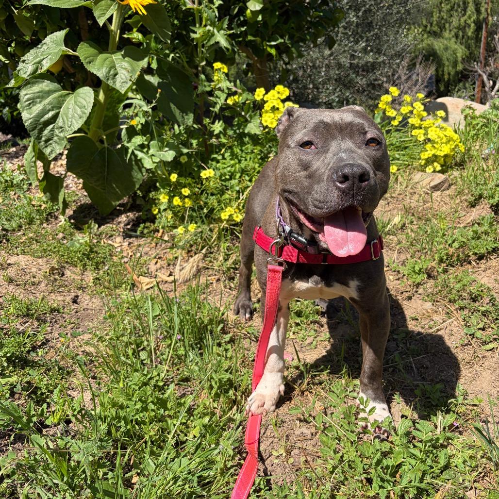 Enlarge Nyle, a Adoptable Pit Bull Terrier in Ojai, CA image 4/6