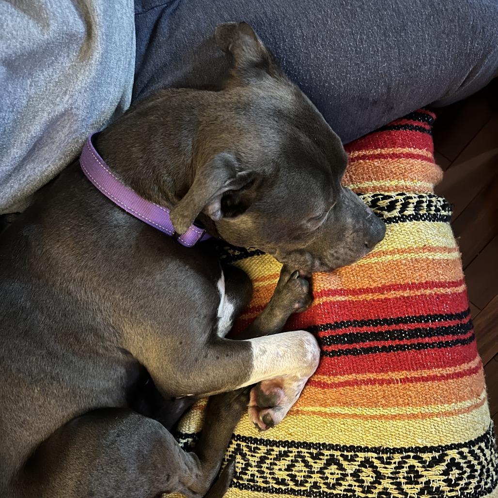 Enlarge Nyle, a Adoptable Pit Bull Terrier in Ojai, CA image 5/6
