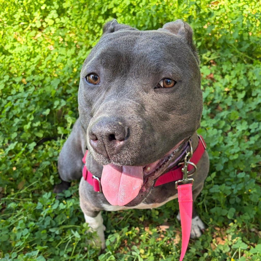 Enlarge Nyle, a Adoptable Pit Bull Terrier in Ojai, CA image 6/6