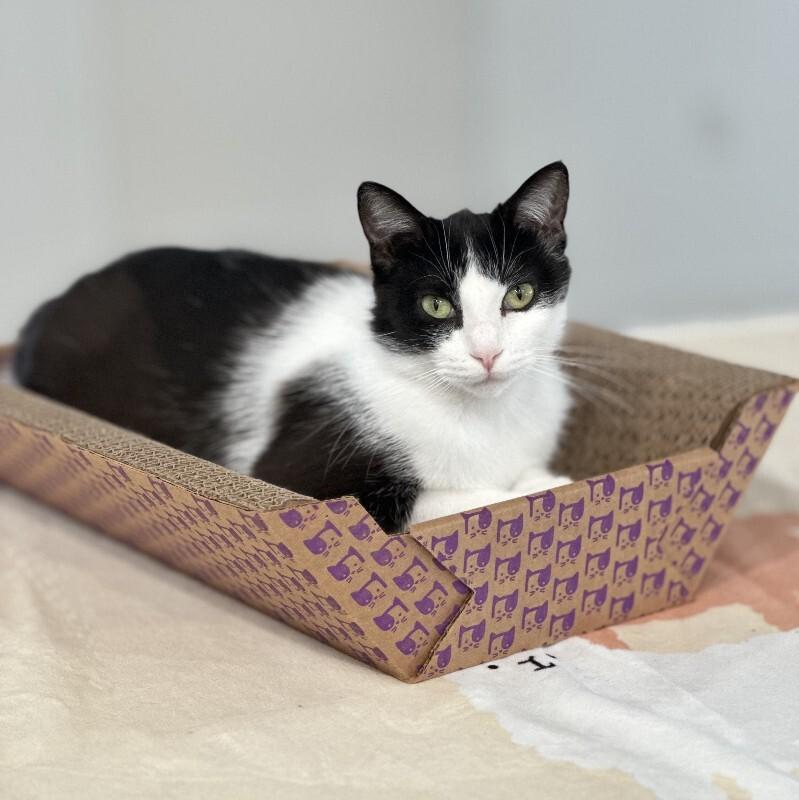 Enlarge Laney, a Adoptable Domestic Short Hair in Yankton, SD image 2/6