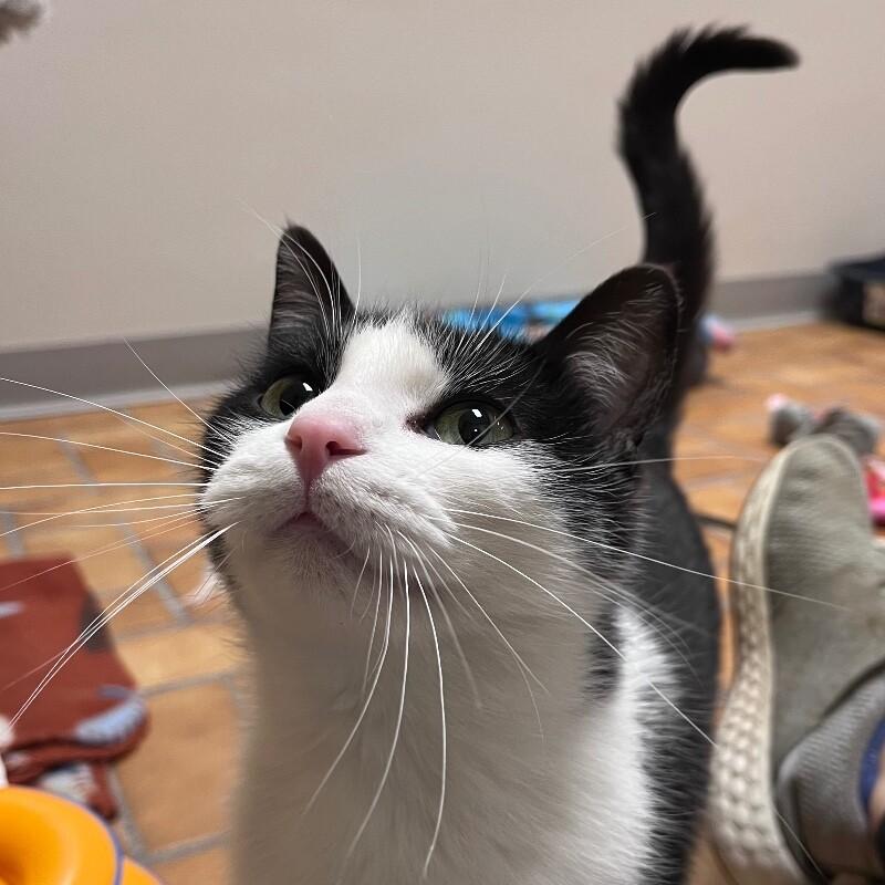 Enlarge Laney, a Adoptable Domestic Short Hair in Yankton, SD image 2/5