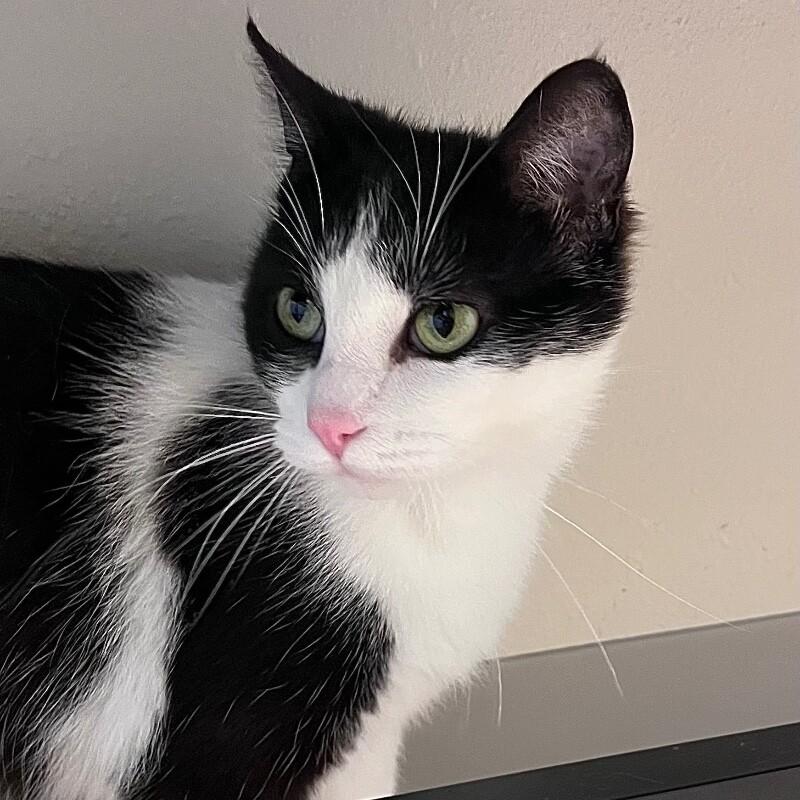 Enlarge Laney, a Adoptable Domestic Short Hair in Yankton, SD image 3/5