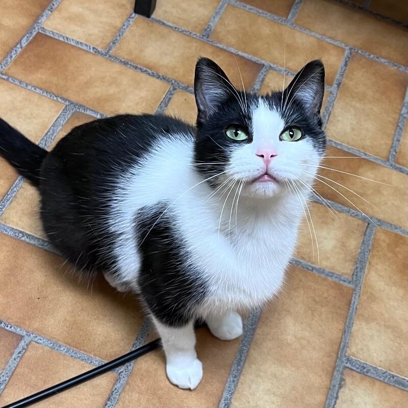 Enlarge Laney, a Adoptable Domestic Short Hair in Yankton, SD image 4/5