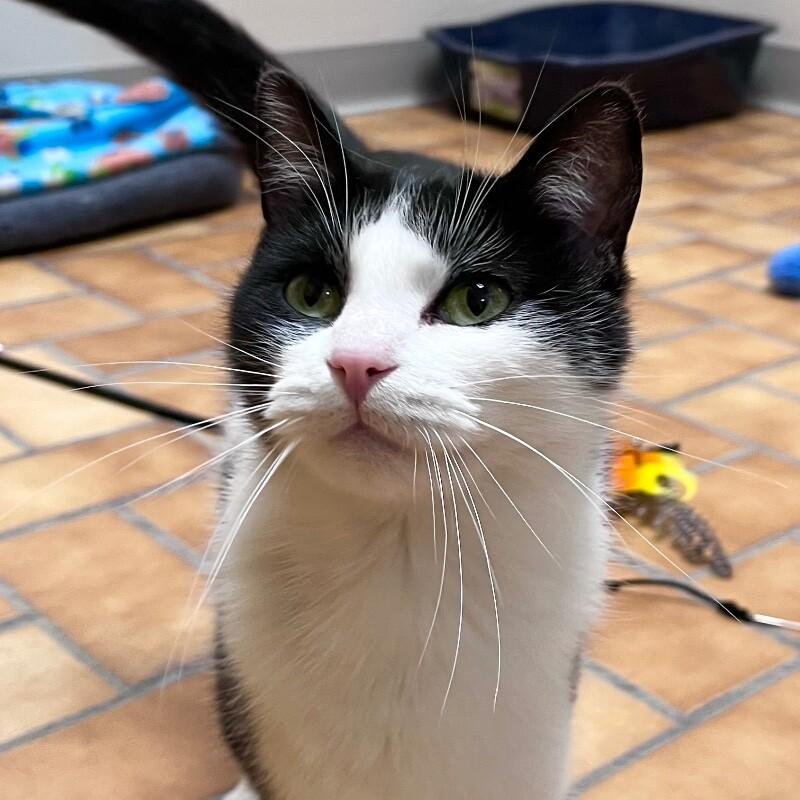 Enlarge Laney, a Adoptable Domestic Short Hair in Yankton, SD image 5/5