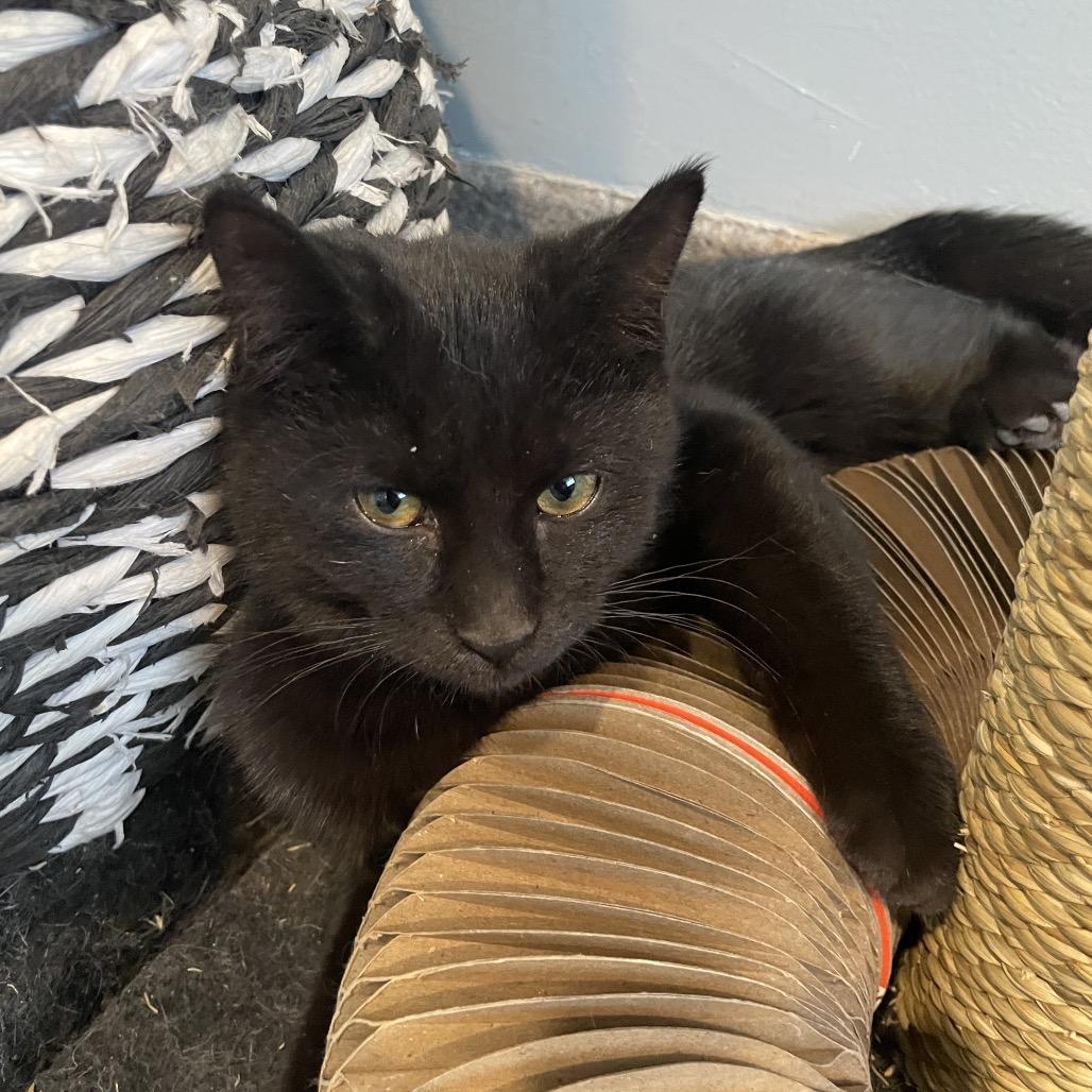 Yappers, a Adoptable Domestic Short Hair in South Haven, MI image 2/5