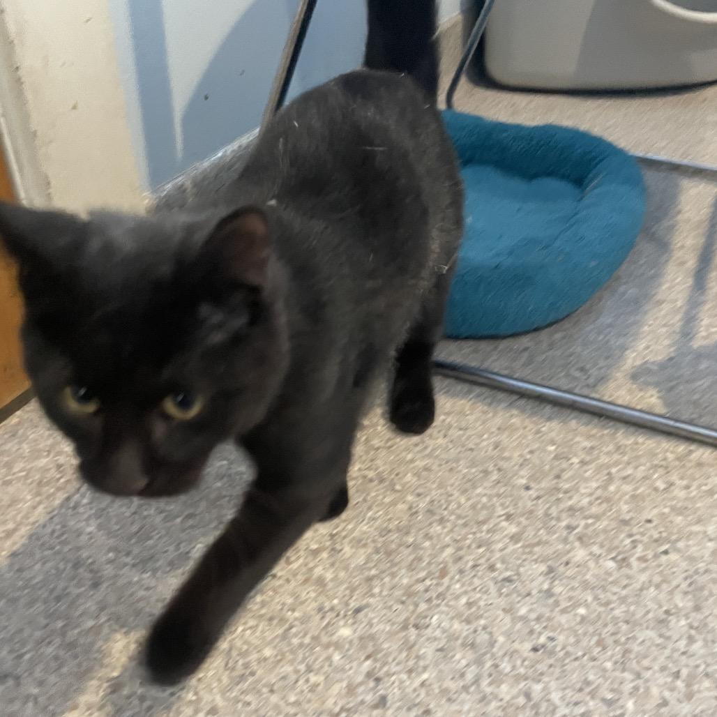 Yappers, a Adoptable Domestic Short Hair in South Haven, MI image 3/5