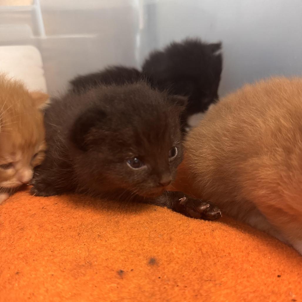 Yappers, a Adoptable Domestic Short Hair in South Haven, MI image 4/5