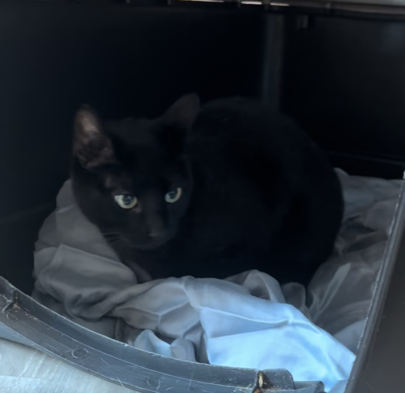 Salem, a Adoptable Domestic Short Hair in Staten island, NY image 1/2