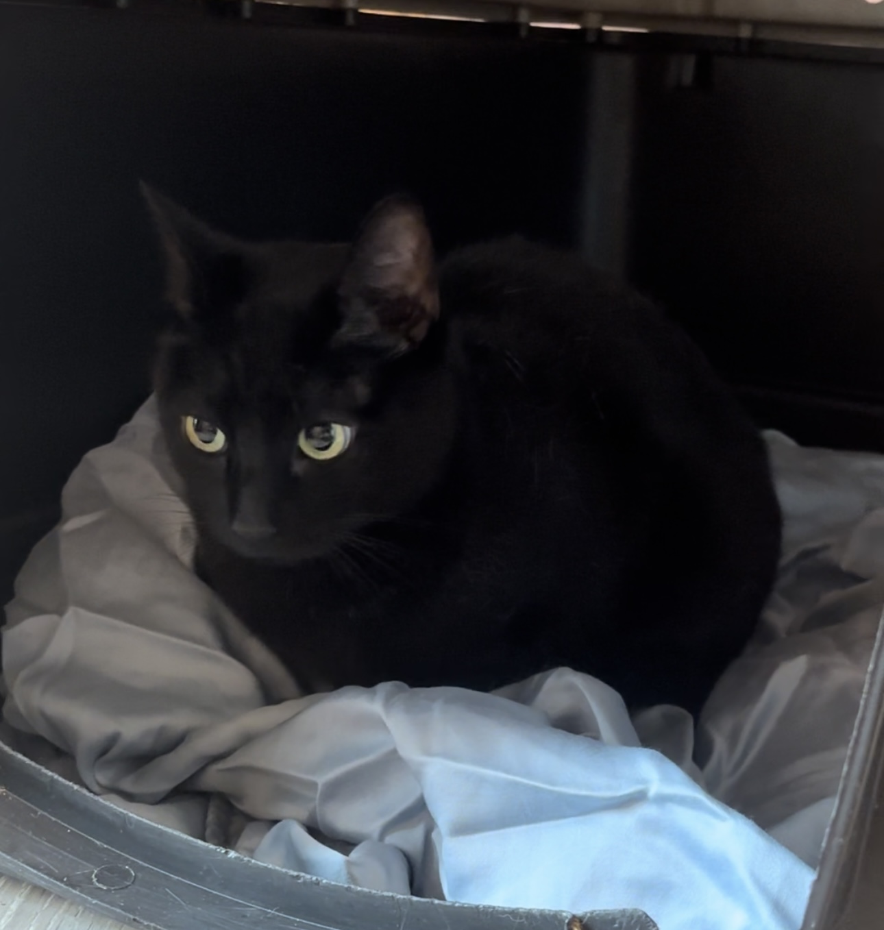 Salem, a Adoptable Domestic Short Hair in Staten island, NY image 2/2