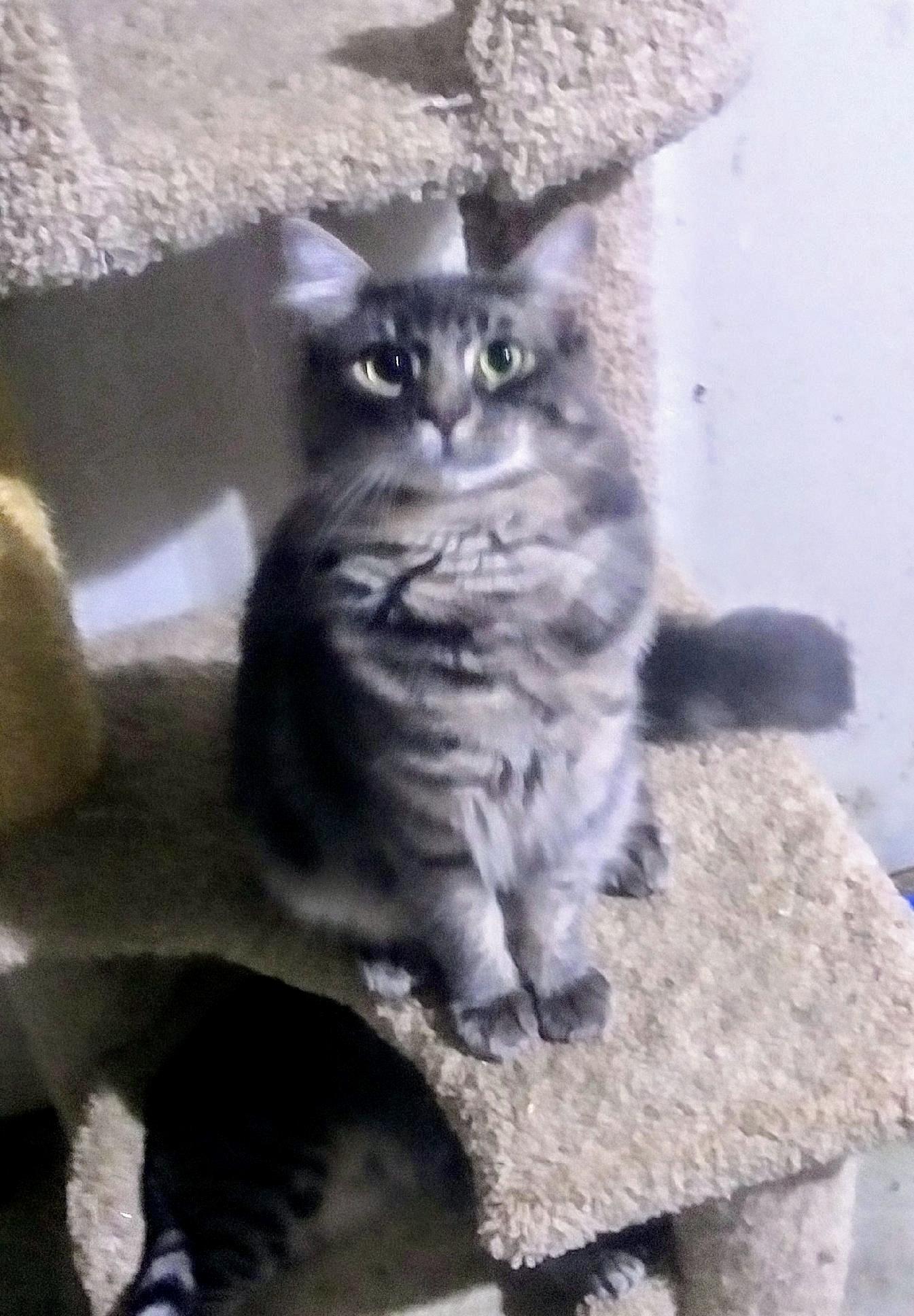 Enlarge Flint, a ADOPTABLE mixed breed in Bothell, WA image 1/2