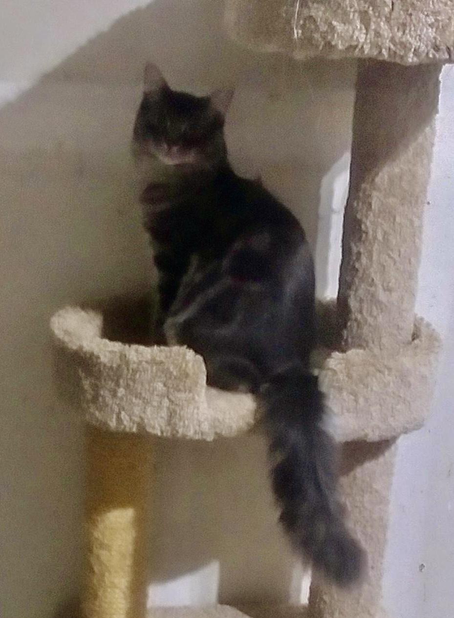 Enlarge Flint, a ADOPTABLE mixed breed in Bothell, WA image 2/2