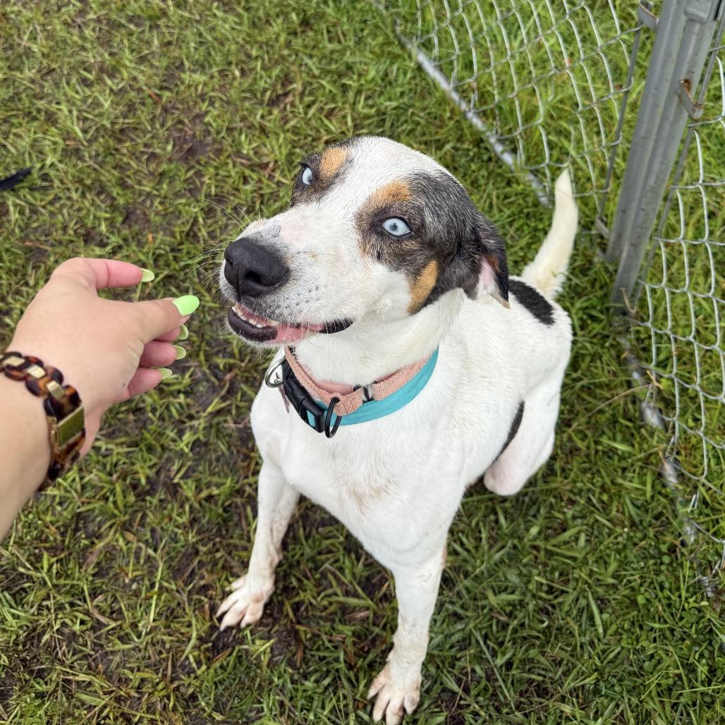 Lucky, Adoptable, Adult Male Mixed Breed & Catahoula Leopard Dog.