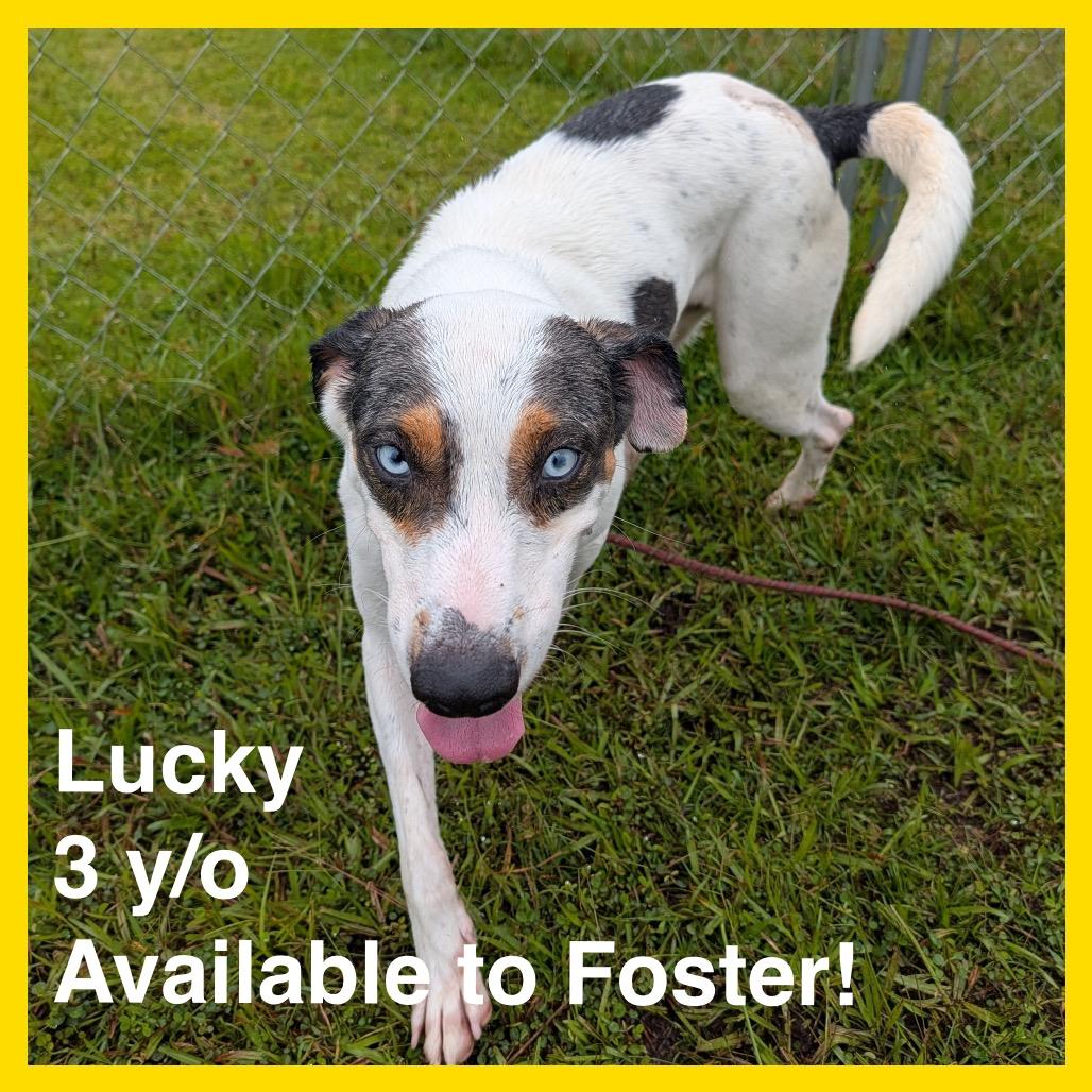 Enlarge Lucky, a Adoptable mixed breed in Volcano, HI image 2/5