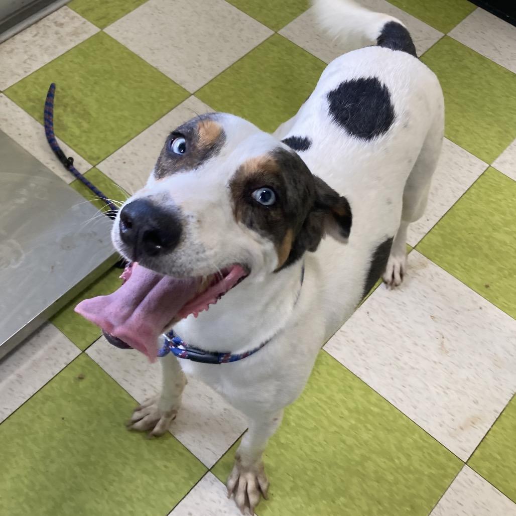 Enlarge Lucky, a Adoptable mixed breed in Volcano, HI image 3/5