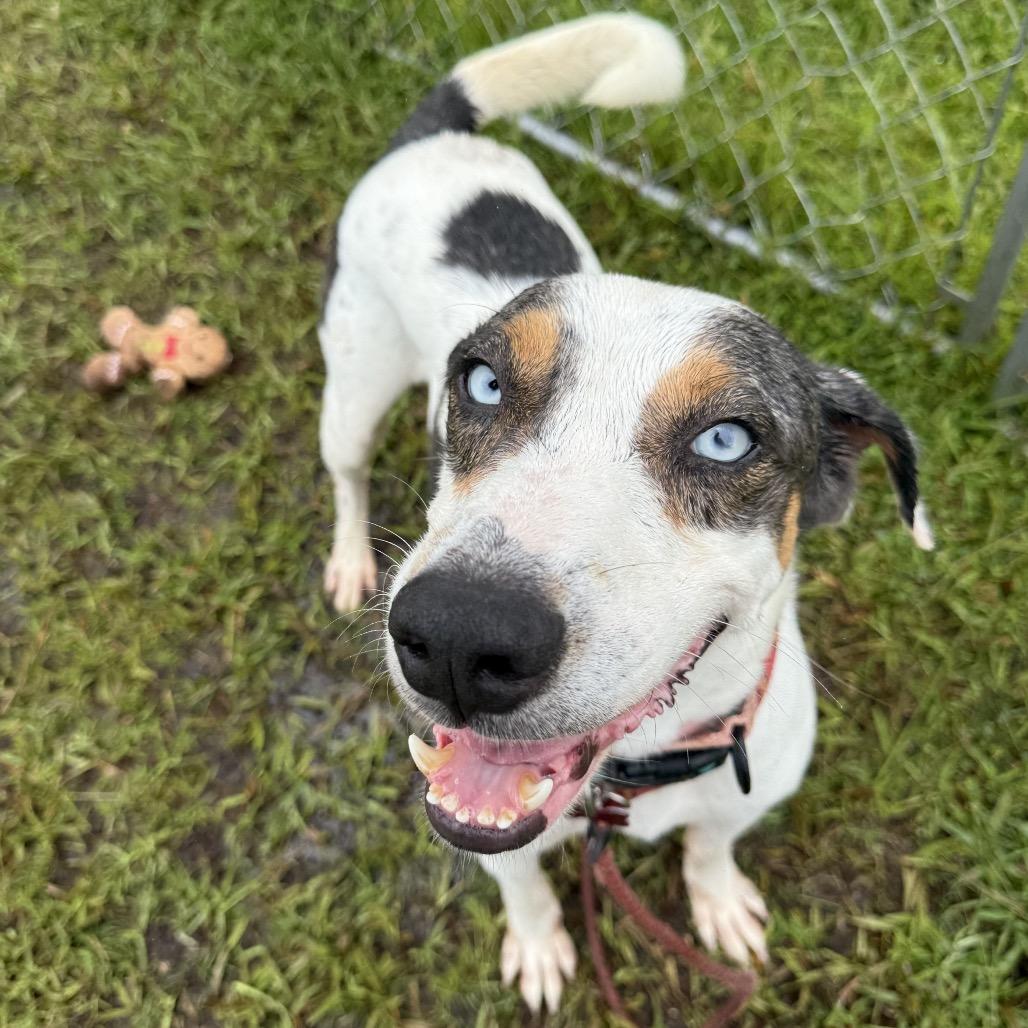 Enlarge Lucky, a Adoptable mixed breed in Volcano, HI image 4/5