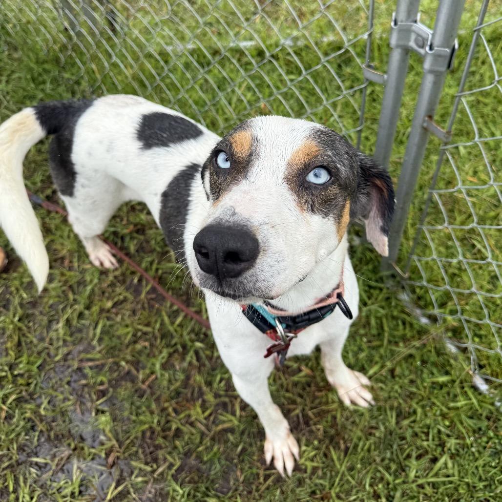 Enlarge Lucky, a Adoptable mixed breed in Volcano, HI image 5/5