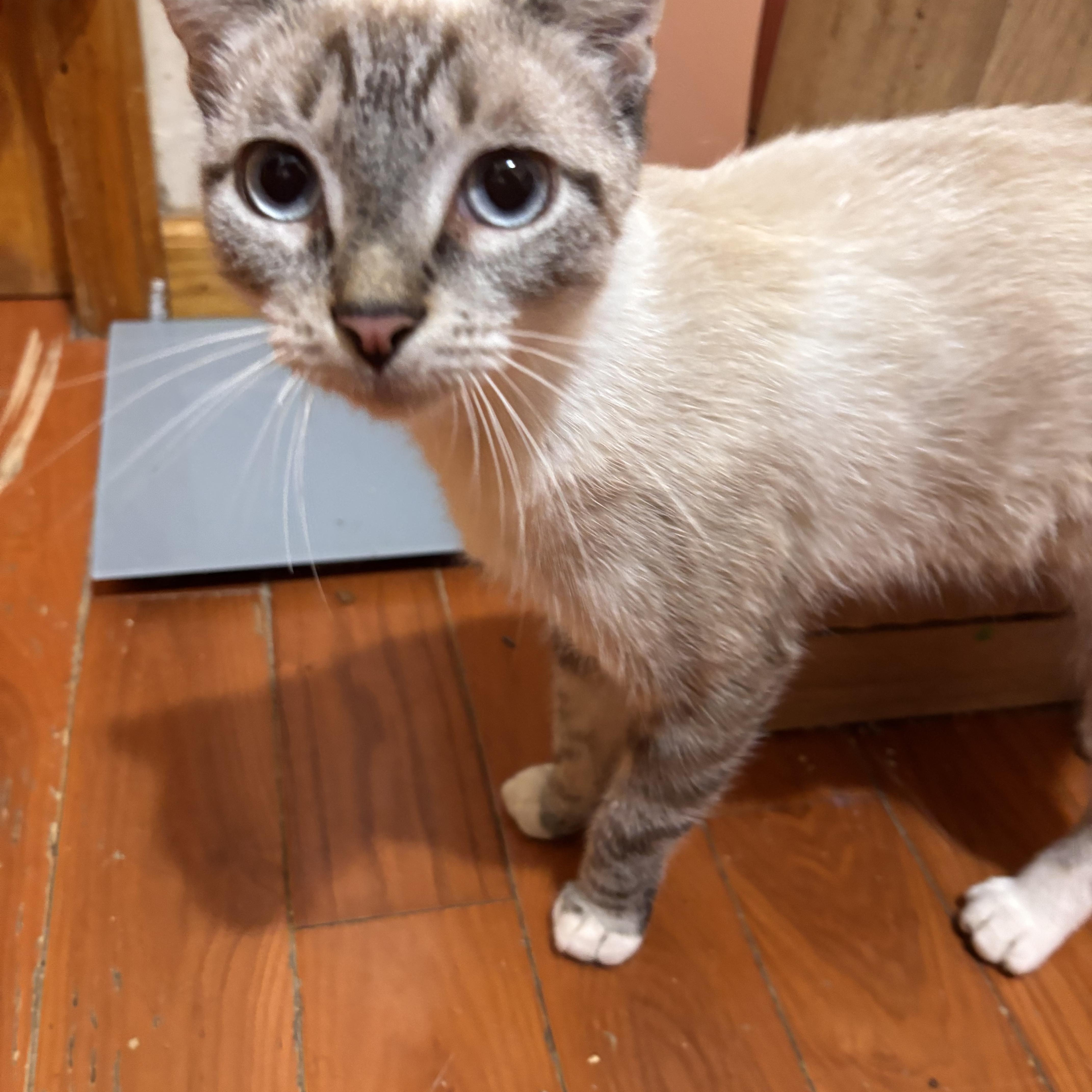 Enlarge Serenity, an adopted mixed breed in Brooklyn, NY image 2/2