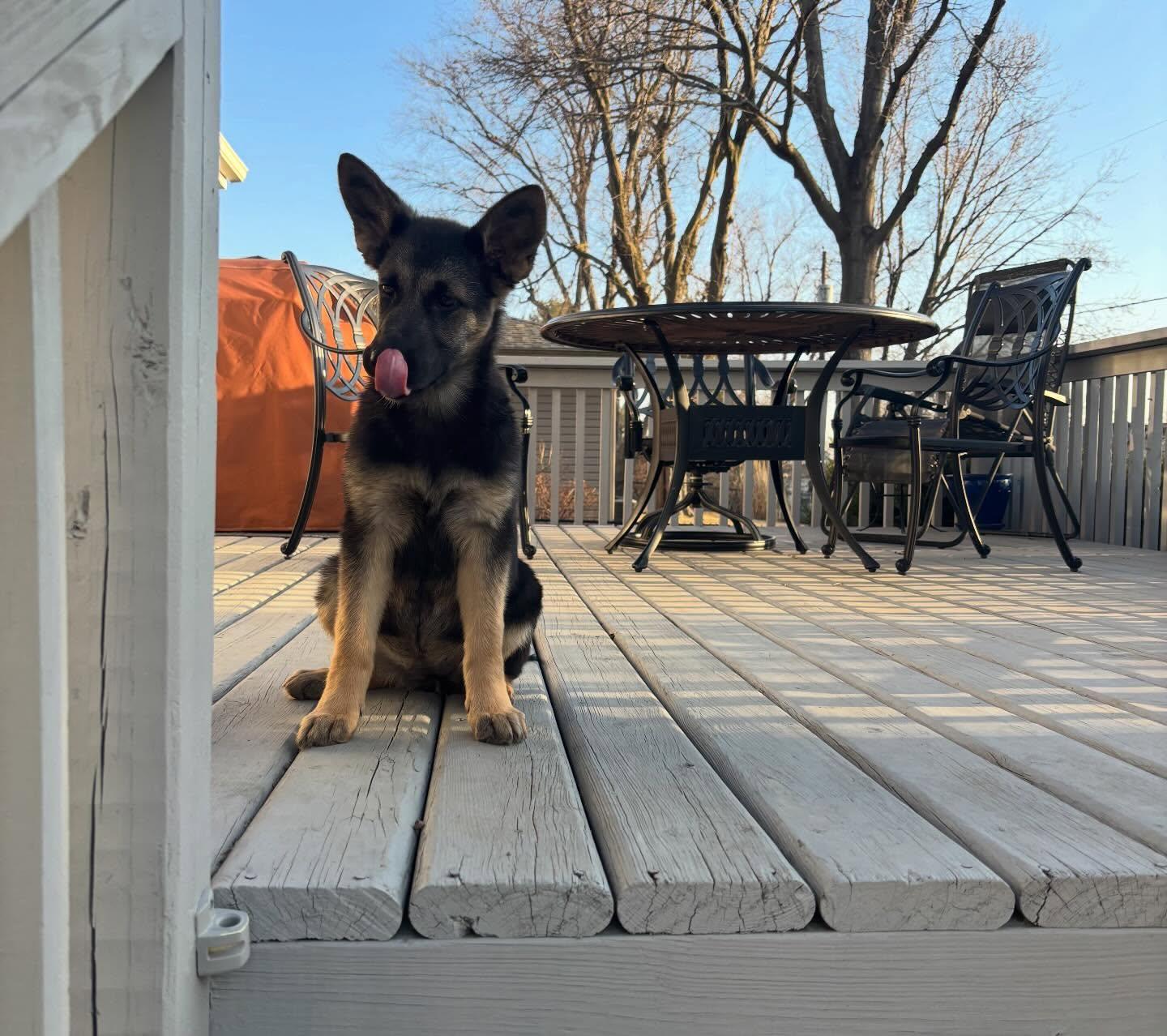 Enlarge Lilah, a Adopted German Shepherd Dog in Gretna, NE image 1/3