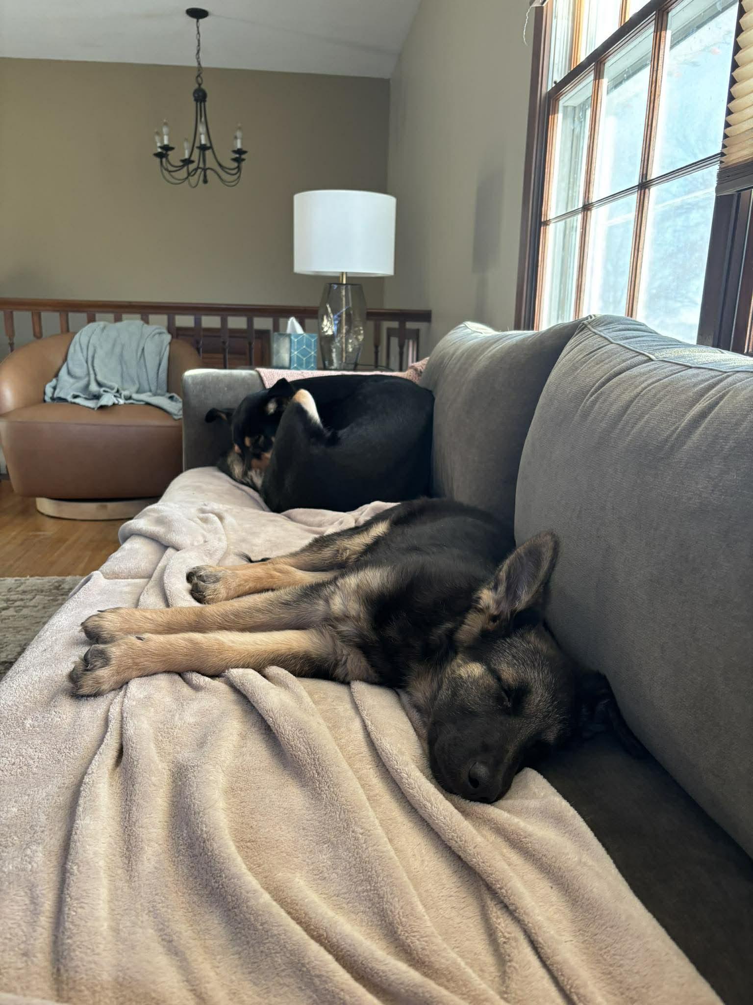 Enlarge Lilah, a Adopted German Shepherd Dog in Gretna, NE image 2/3