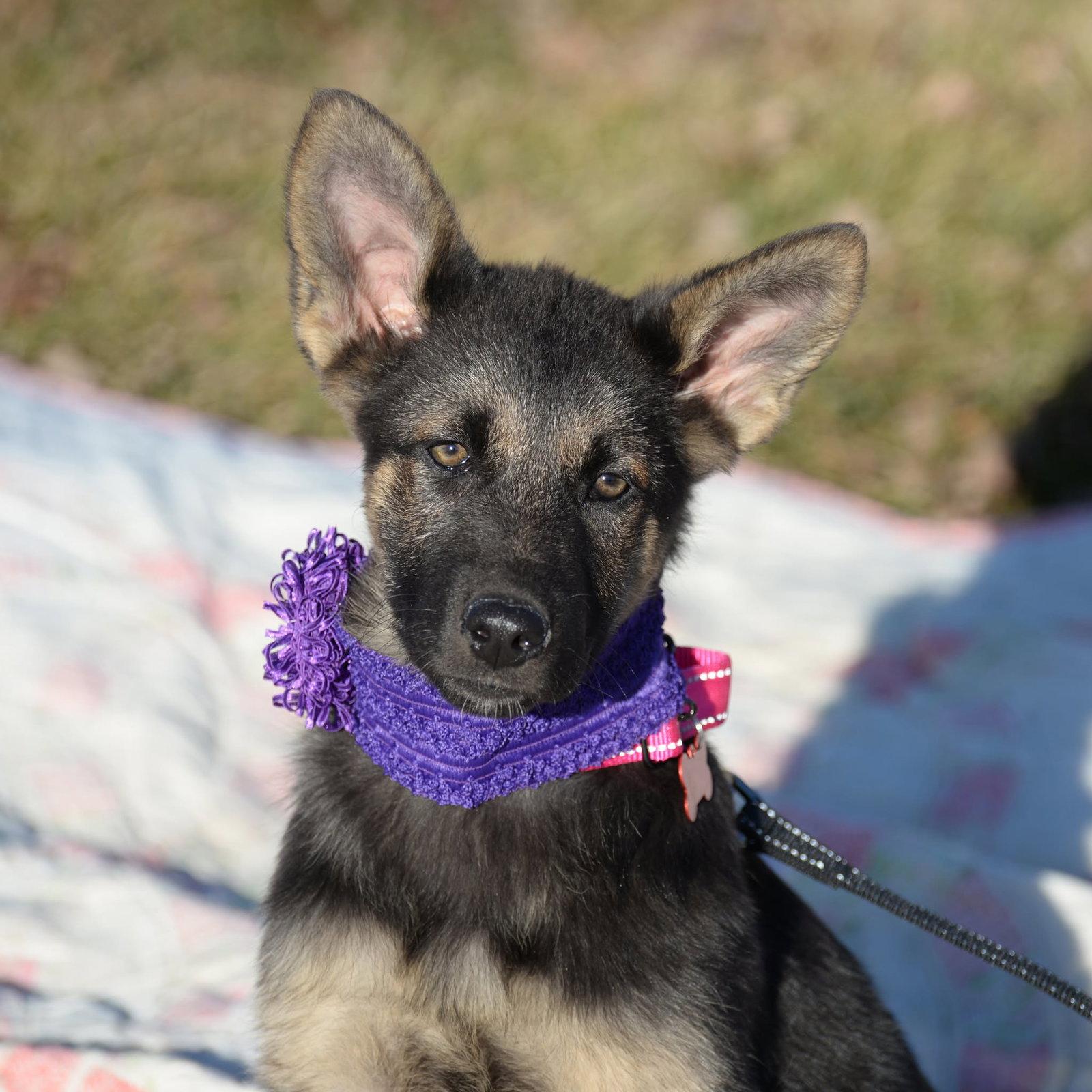 Enlarge Lilah, a Adopted German Shepherd Dog in Gretna, NE image 3/3