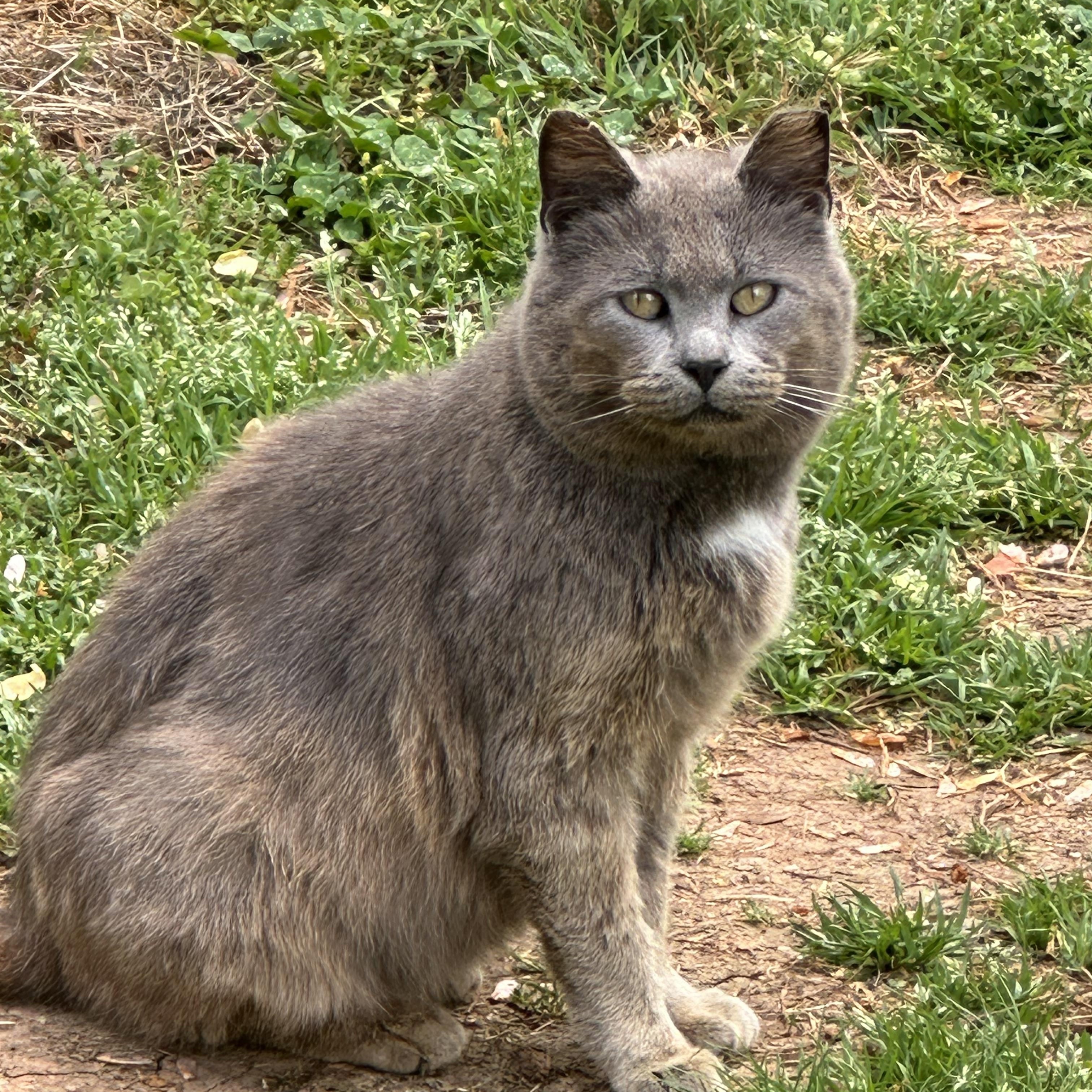 Enlarge Precious Momma, a Adoptable Dilute Tortoiseshell in Hickory, NC image 1/2