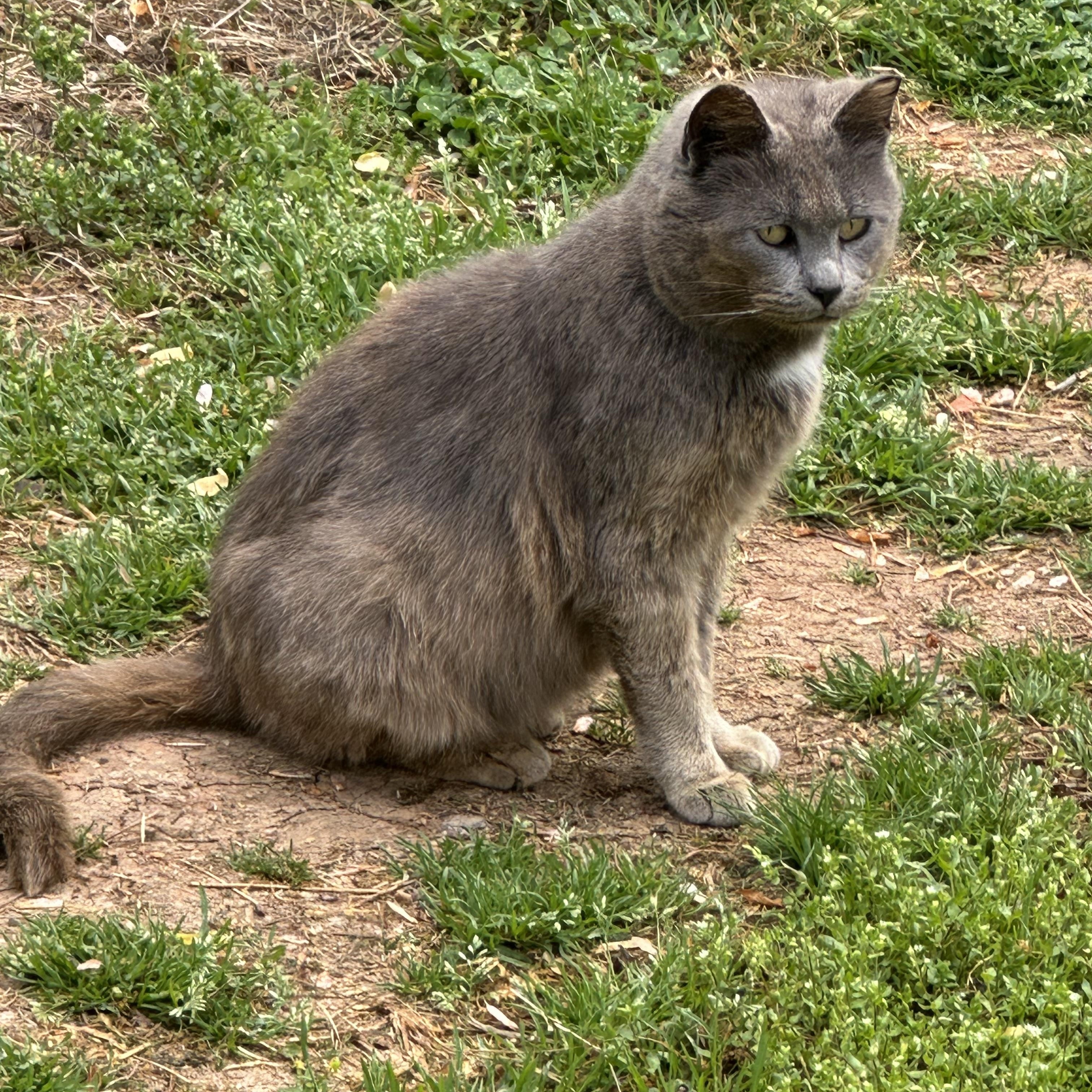 Enlarge Precious Momma, a Adoptable Dilute Tortoiseshell in Hickory, NC image 2/2