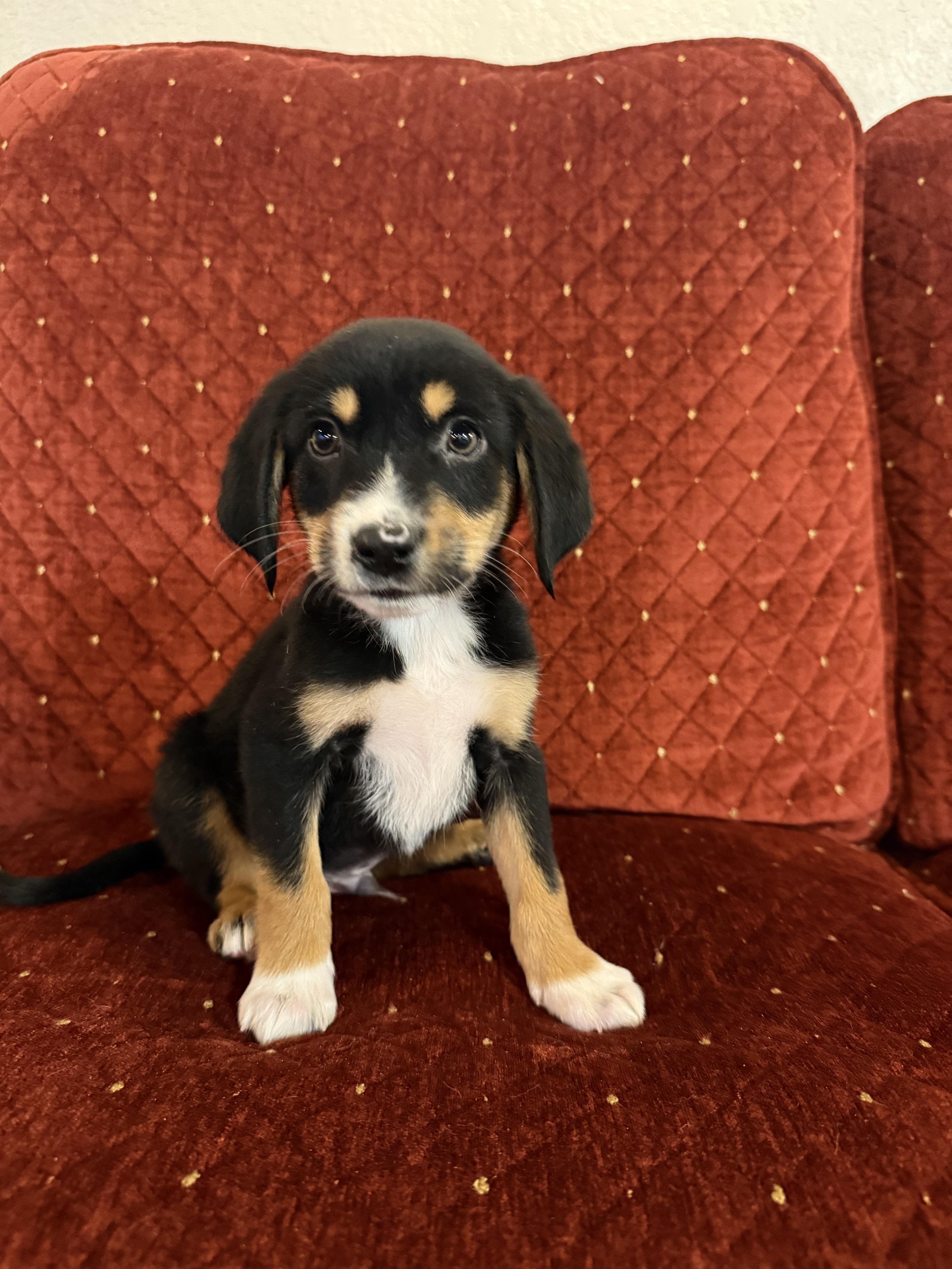 Enlarge Robbie, a ADOPTABLE mixed breed in Hales corners, WI image 4/5