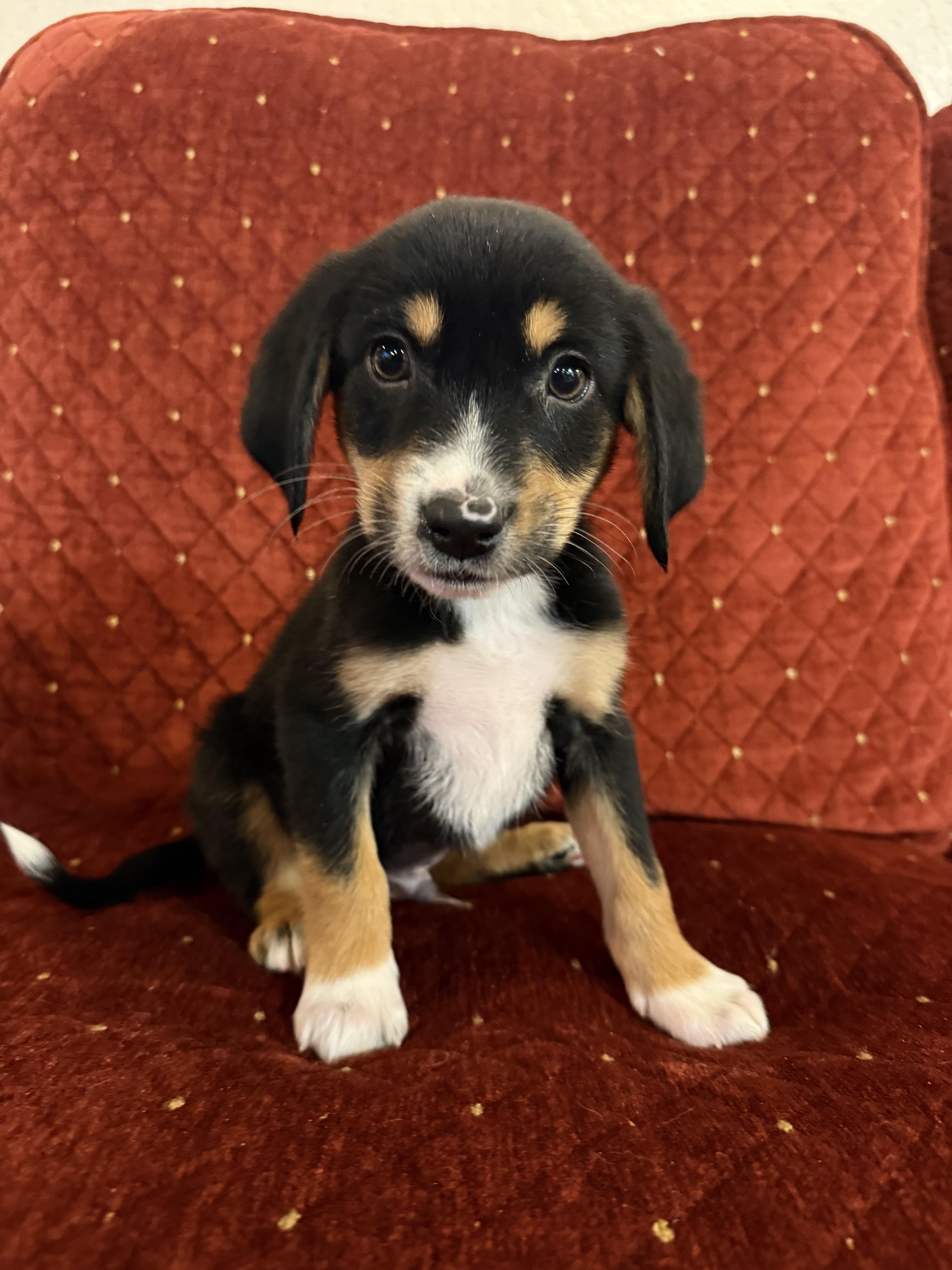 Enlarge Robbie, a ADOPTABLE mixed breed in Hales corners, WI image 3/5