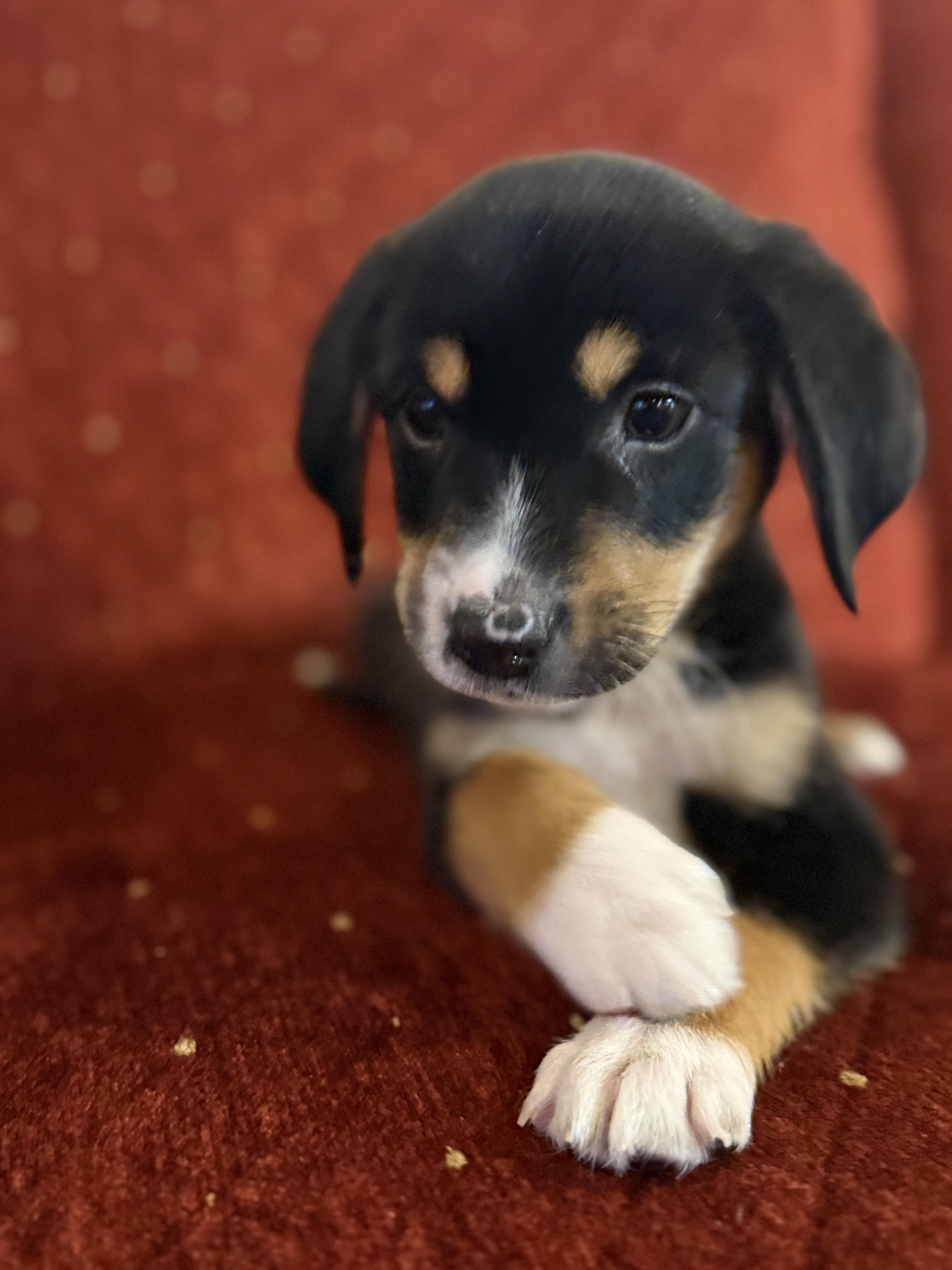 Enlarge Robbie, a ADOPTABLE mixed breed in Hales corners, WI image 2/5